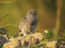 ACCIPITRIFORMES