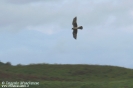 ACCIPITRIFORMES