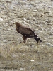Aquila anatraia minore