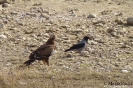 Accipitridae