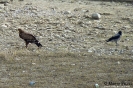 Aquila anatraia minore Aquila pomarina