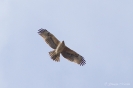 Aquila di Bonelli  Aquila fasciata