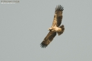 Aquila imperiale Aquila heliaca