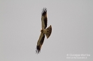 Aquila minore