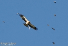Aquila minore Aquila pennata