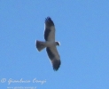 Aquila minore Aquila pennata