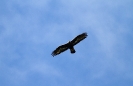 Aquila reale Aquila chrysaetos