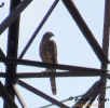 Astore Accipiter gentilis