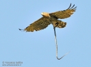 Biancone Circaetus gallicus
