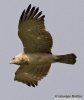 Biancone Circaetus gallicus