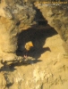 Capovaccaio Neophron percnopterus