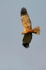 Falco di palude Circus aeruginosus