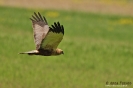 Falco di palude Circus aeruginosus