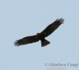 ACCIPITRIFORMES