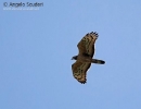 Falco pecchiaiolo orientale Pernis ptilorhynchus