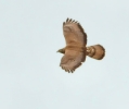 Falco pecchiaiolo Pernis apivorus