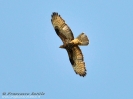 Falco pecchiaiolo Pernis apivorus