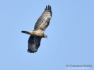 Falco pecchiaiolo (juv)