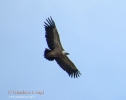 Grifone Gyps fulvus