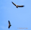 ACCIPITRIFORMES
