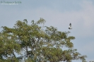 Nibbio bianco Elanus caeruleus