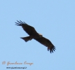 Nibbio bruno Milvus migrans