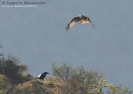 Nibbio reale Milvus milvus