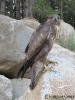 Poiana Buteo buteo