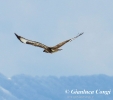 Poiana Buteo buteo