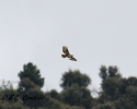 Poiana codabianca Buteo rufinus