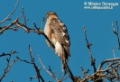 Sparviere Accipiter nisus 
