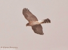 Accipitridae