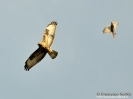 Accipitridae