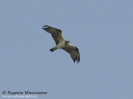 Pandionidae