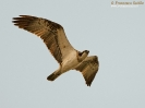 Falco pescatore Pandion haliaetus
