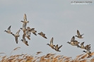 Anatidae