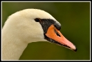 Cigno reale Cygnus olor
