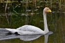 Cigno selvatico Cygnus cygnus