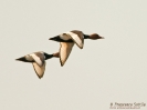 ANSERIFORMES