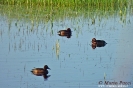 Anatidae