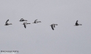 ANSERIFORMES