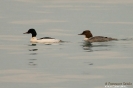 Smergo maggiore Mergus merganser