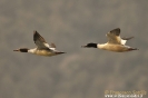 Smergo maggiore Mergus merganser