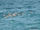 ANSERIFORMES