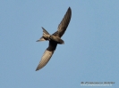APODIFORMES