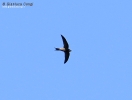 Apodidae