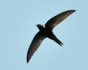 Apodidae