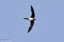 APODIFORMES