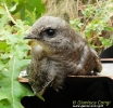 APODIFORMES