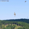 Rondone pallido Apus pallidus